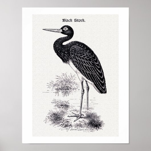 illustratie "Black Stork" Poster (Voorkant)