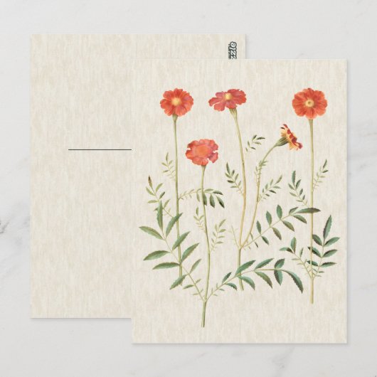  illustratie Botanische marges Briefkaart (Voorkant / Achterkant)