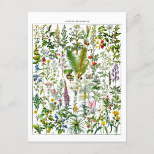  illustratie-Briefkaart voor medicinale Planten Briefkaart