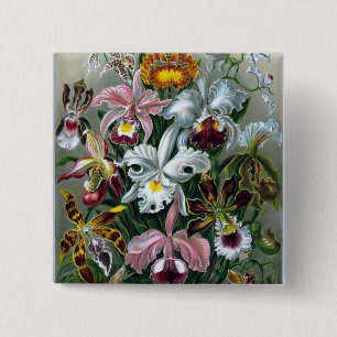 Illustratie Button Haeckel Orchid Study