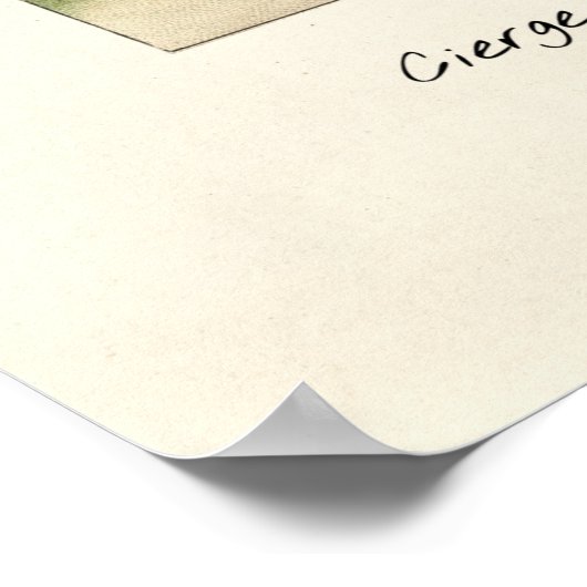 Illustratie  Cactus Poster (Hoek)