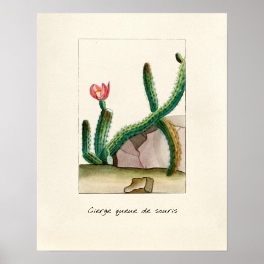 Illustratie  Cactus Poster (Voorkant)