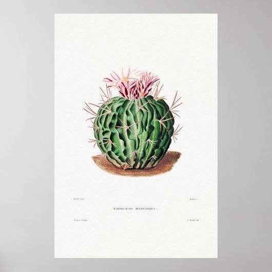 Illustratie Cactus Poster (Voorkant)