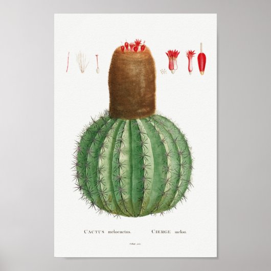 Illustratie Cactus Poster (Voorkant)