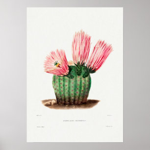 Illustratie  Cactus Poster