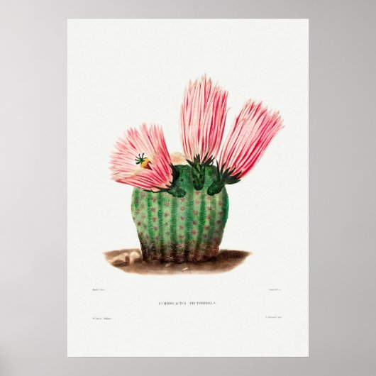 Illustratie  Cactus Poster (Voorkant)