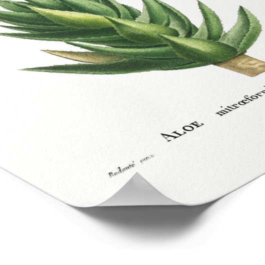 Illustratie Cactus Poster (Hoek)