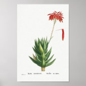 Illustratie Cactus Poster (Voorkant)