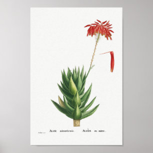 Illustratie  Cactus Poster