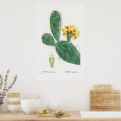 Illustratie  Cactus Poster (Keuken)
