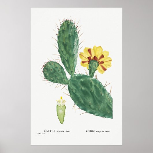 Illustratie  Cactus Poster (Voorkant)