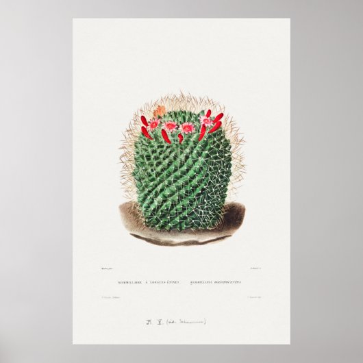 Illustratie  Cactus Poster (Voorkant)