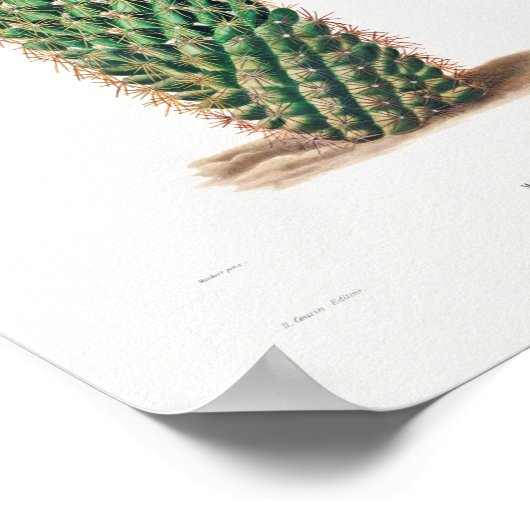 Illustratie  Cactus Poster (Hoek)