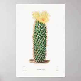 Illustratie Cactus Poster
