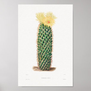 Illustratie  Cactus Poster