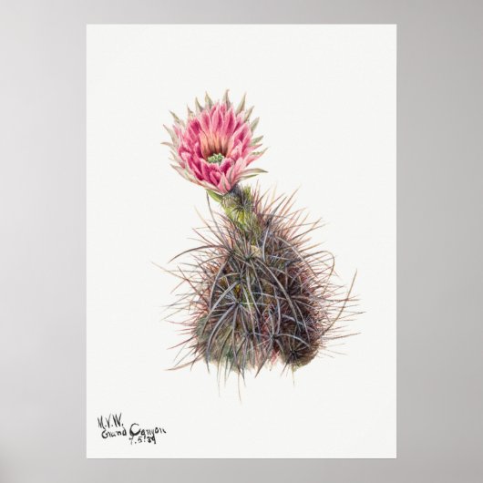 Illustratie  Cactus Poster (Voorkant)