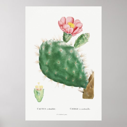 Illustratie Cactus Poster (Voorkant)