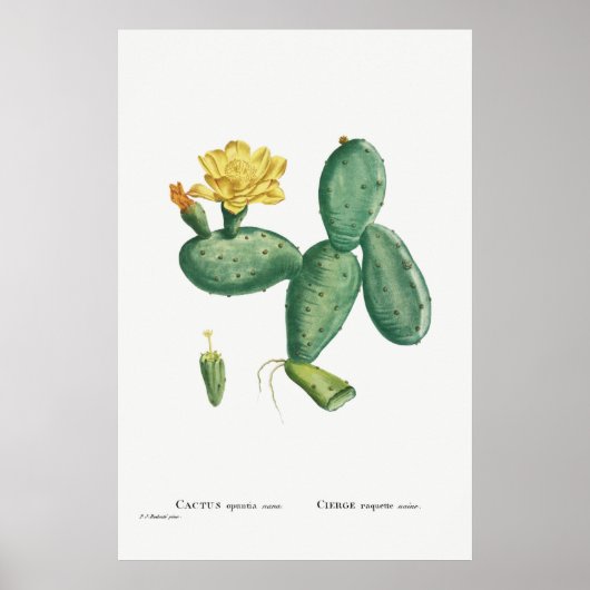 Illustratie  Cactus Poster (Voorkant)