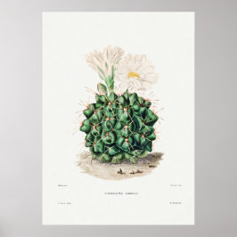 Illustratie Cactus Poster