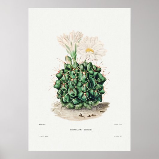 Illustratie  Cactus Poster (Voorkant)