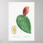 Illustratie  Cactus Poster (Voorkant)