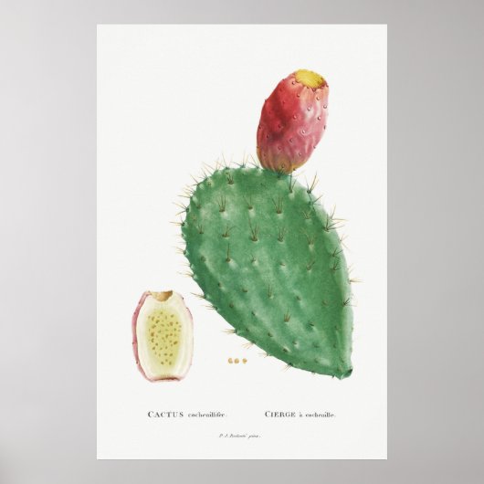 Illustratie  Cactus Poster (Voorkant)
