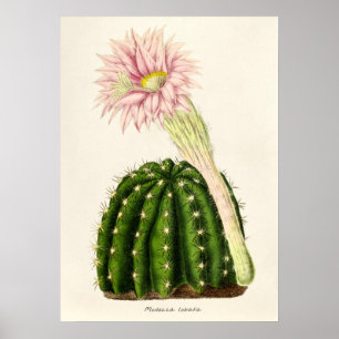 Illustratie Cactus Poster