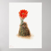Illustratie Cactus Poster (Voorkant)