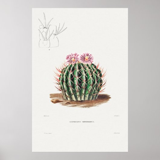 Illustratie  Cactus Poster (Voorkant)