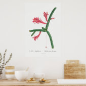 Illustratie  Cactus Poster (Keuken)