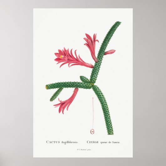 Illustratie  Cactus Poster (Voorkant)