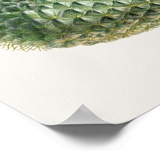Illustratie Cactus Poster (Hoek)