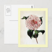  illustratie "Camellia Japonica" Briefkaart (Voorkant / Achterkant)