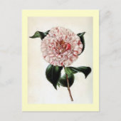 illustratie "Camellia Japonica" Briefkaart (Voorkant)