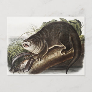 Illustratie Canada Otter (Lutra Canadensis) Briefkaart