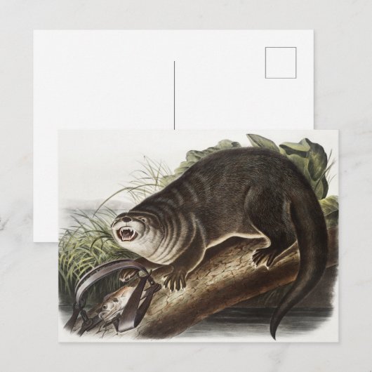 Illustratie Canada Otter (Lutra Canadensis) Briefkaart (Voorkant / Achterkant)