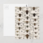 illustratie Cicadas Briefkaart (Voorkant / Achterkant)
