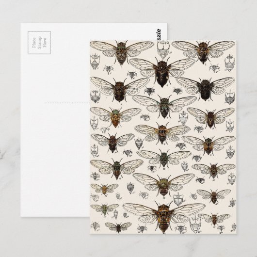  illustratie Cicadas Briefkaart (Voorkant / Achterkant)