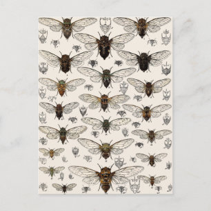  illustratie Cicadas Briefkaart
