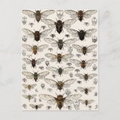  illustratie Cicadas Briefkaart (Voorkant)