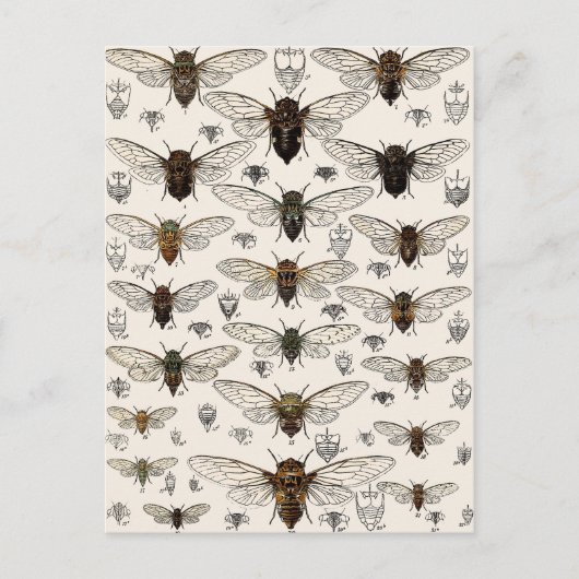 illustratie Cicadas Briefkaart (Voorkant)