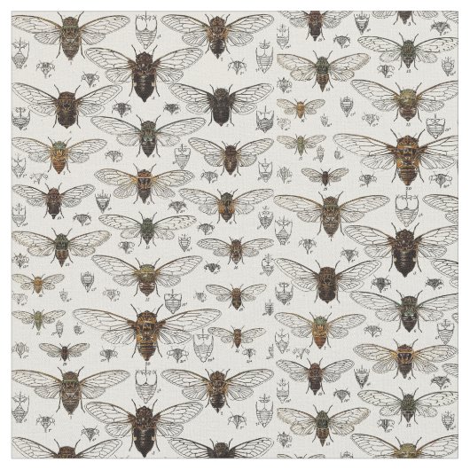  illustratie Cicadas Stof (Close Up)
