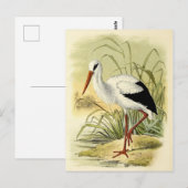 Illustratie cigogne briefkaart (Voorkant / Achterkant)