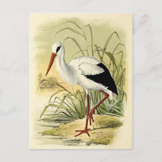Illustratie cigogne briefkaart (Voorkant)