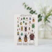 Illustratie coléoptères briefkaart (Staand voorkant)