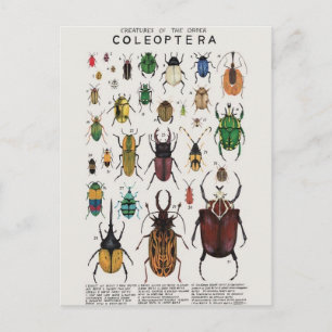 Illustratie coléoptères briefkaart