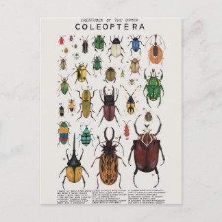 Illustratie coléoptères briefkaart