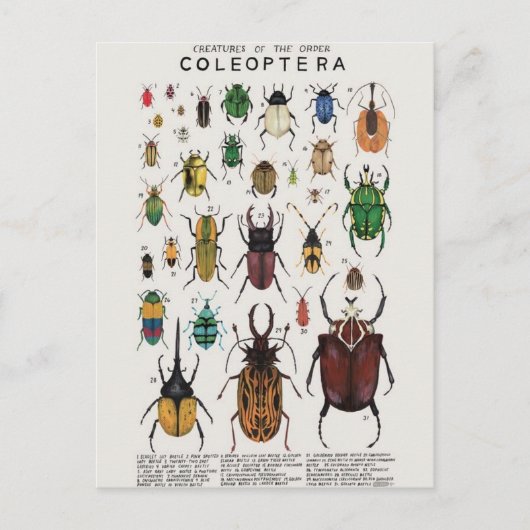 Illustratie coléoptères briefkaart (Voorkant)