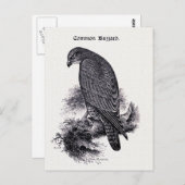  illustratie "Common Buzzard" Briefkaart (Voorkant / Achterkant)