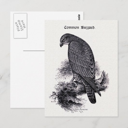  illustratie "Common Buzzard" Briefkaart (Voorkant / Achterkant)